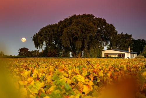 Springlands Bed & Breakfast | St Leonards Vineyard Cottages