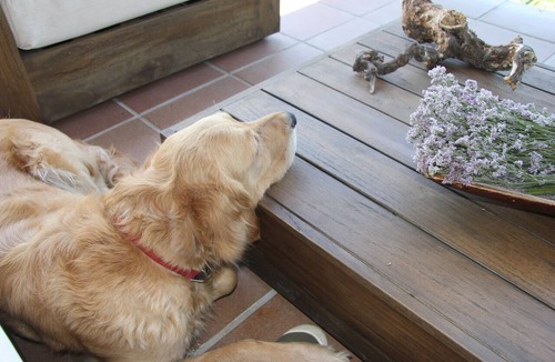 Robledo de Chavela Cabin | Charming cottage to enjoy with your Nature's