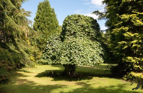 Forres Cabin | Firlands Lodge