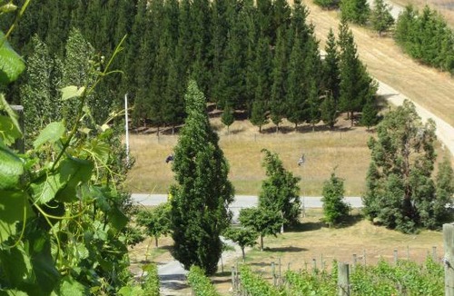 Alexandra Bed & Breakfast | Hawkdun Rise Vineyard & Accommodation