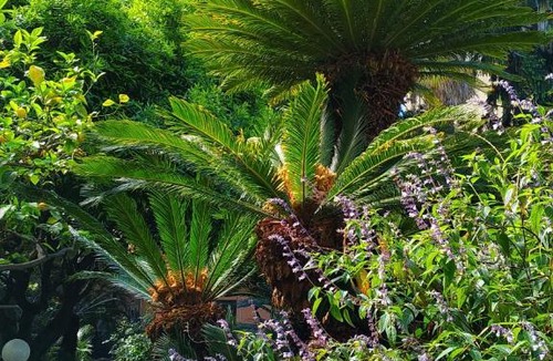 Bordighera Hotel | Hotel Lucciola