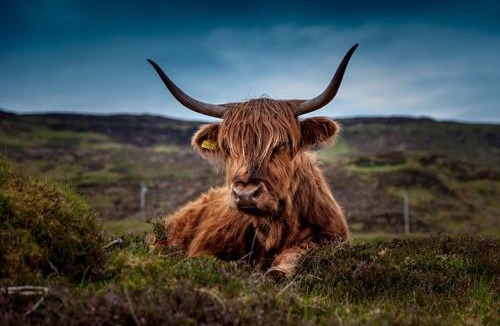 Helmsdale House | Kindale House