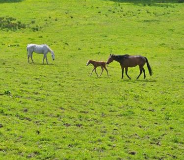 Inverkip Bed & Breakfast | Langhouse Castle Bed and Breakfast