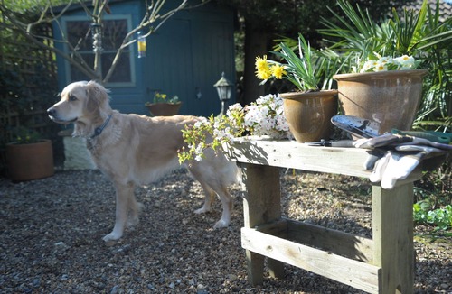 Friston Cottage | Little Chequers is a pretty pet friendly cottage , sleeps 3. close to Aldeburgh