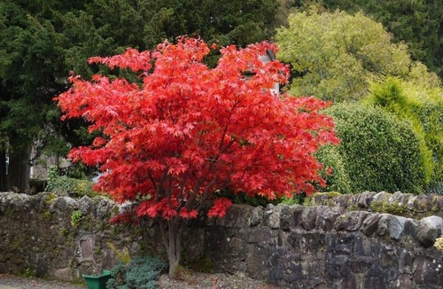 Callander Hotel | Poppies Hotel