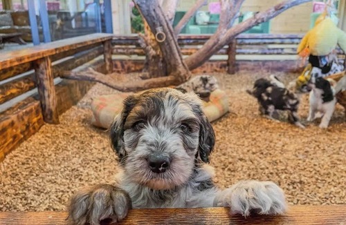 Glentham Cabin | Sheepy Lodge - Puppy Lounge, arcades, games room