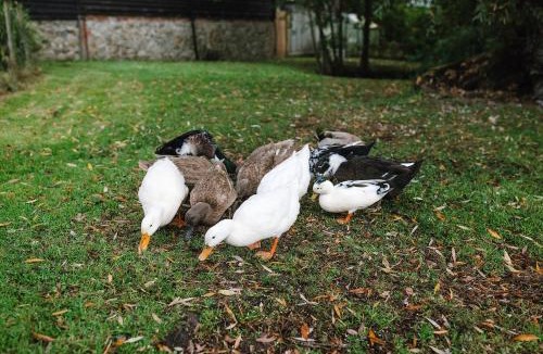 Willesborough House | The Granary Smeeth