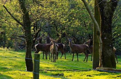 Killin Cabin | Woodland Spruce Lodge by Killin, Loch Tay