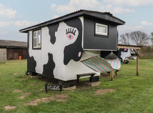 Bluebelle Cow Shed 5