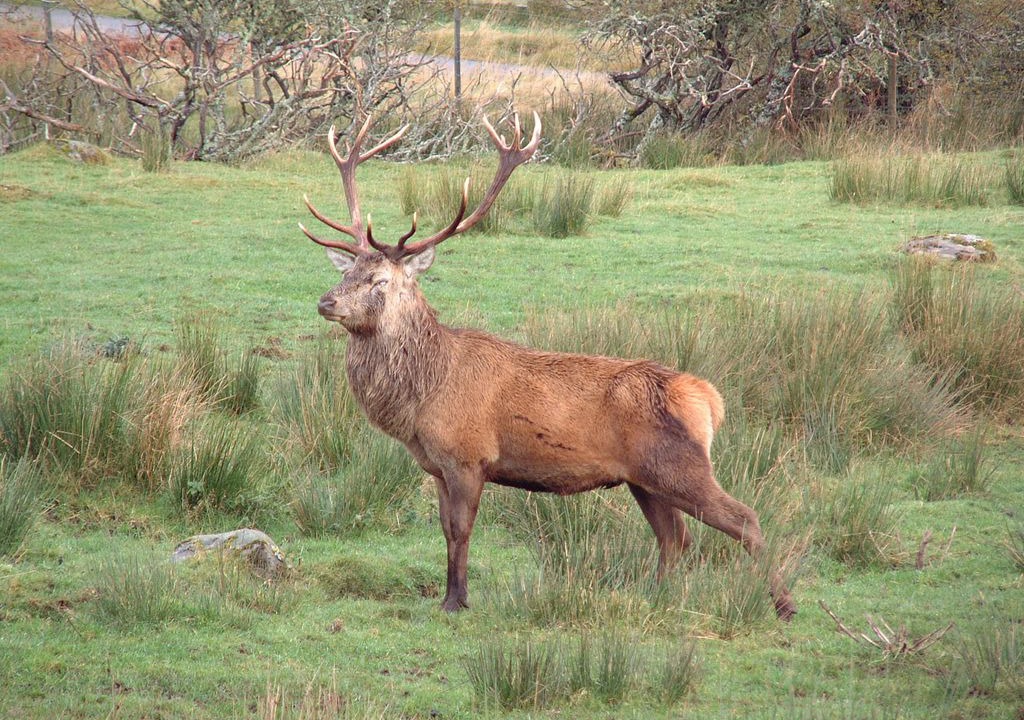 Photo of Others in Rogart