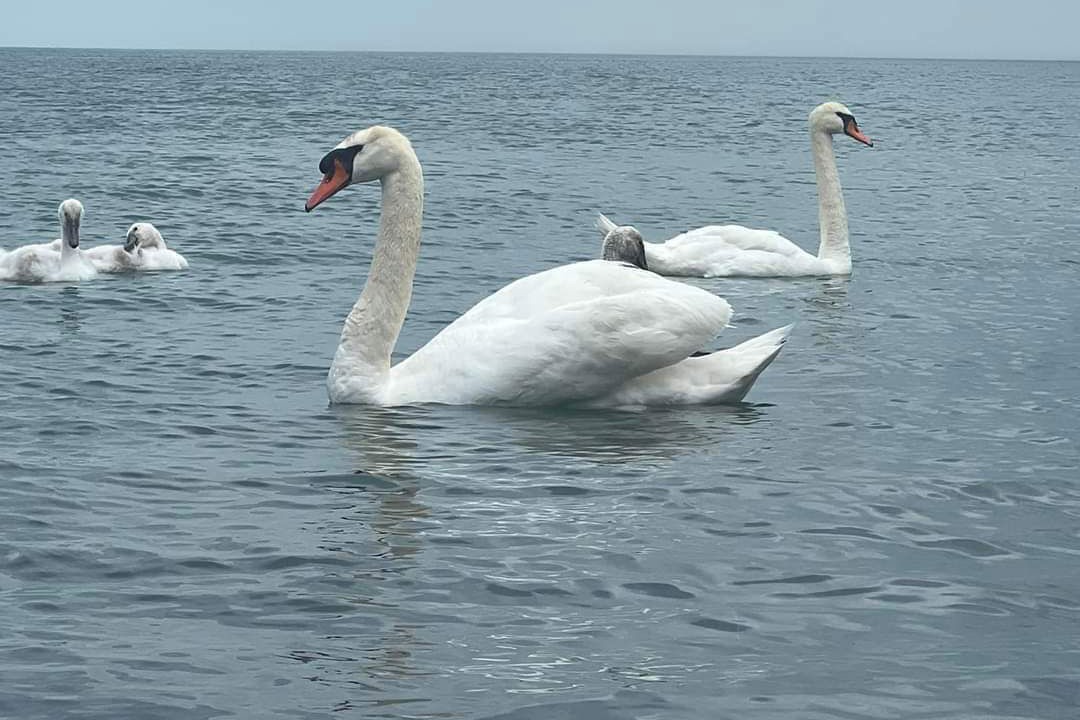 Photo of Outdoor in Pointe aux Roches