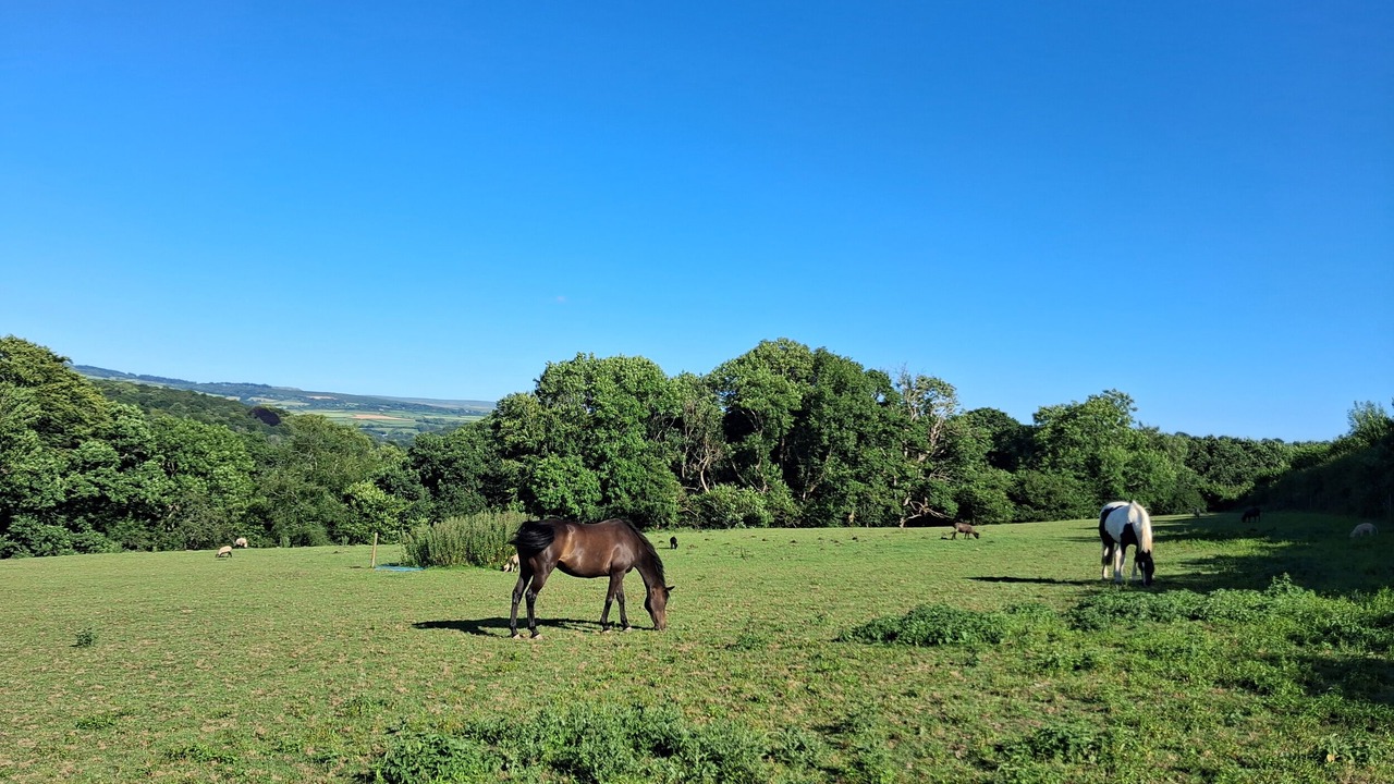 Photo of Others in Morwellham