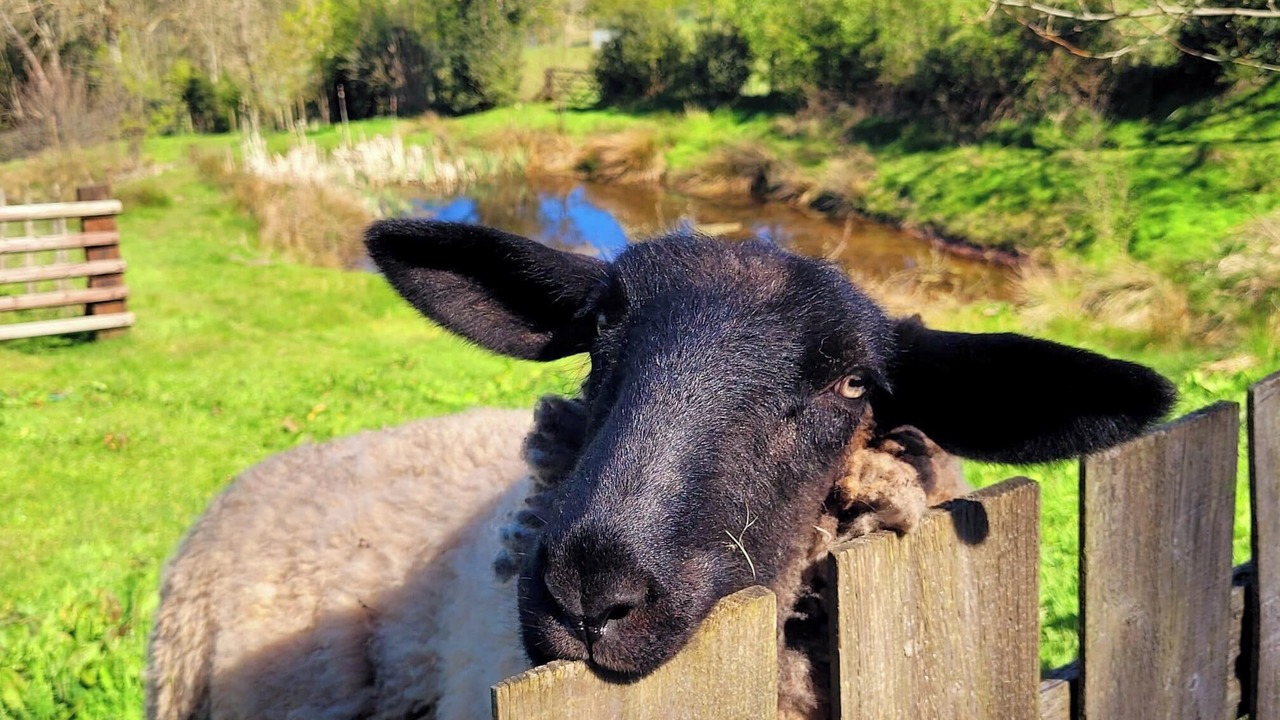 Photo of Others in Newcastle-on-Clun
