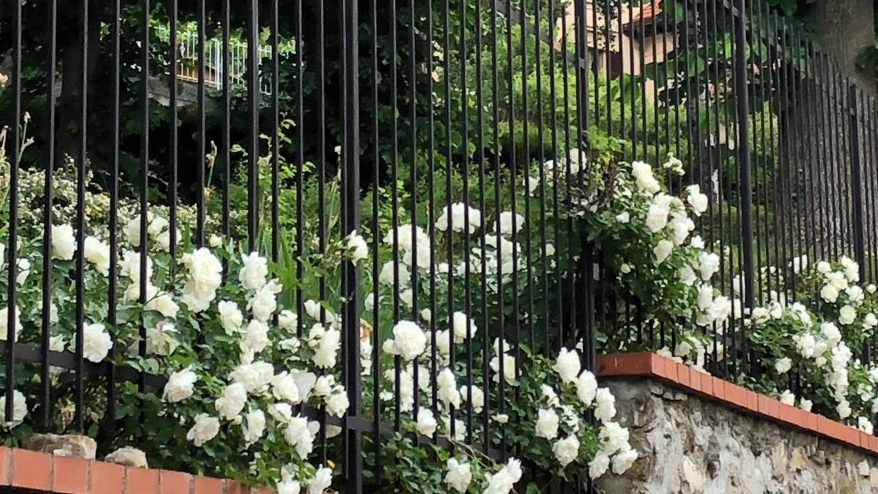 Photo of Outdoor in Savignone