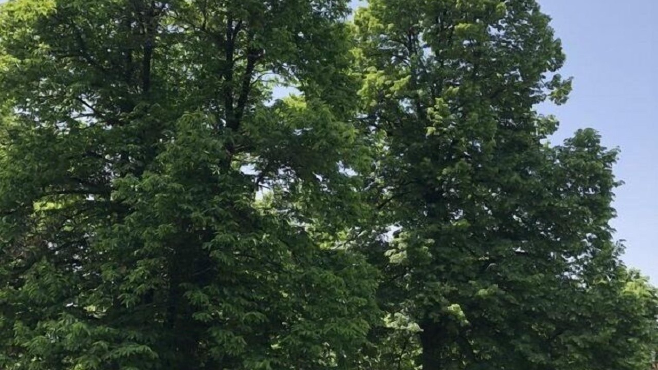 Photo of Outdoor in Savignone