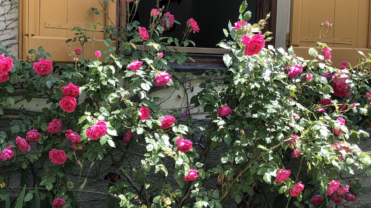 Photo of Outdoor in Savignone