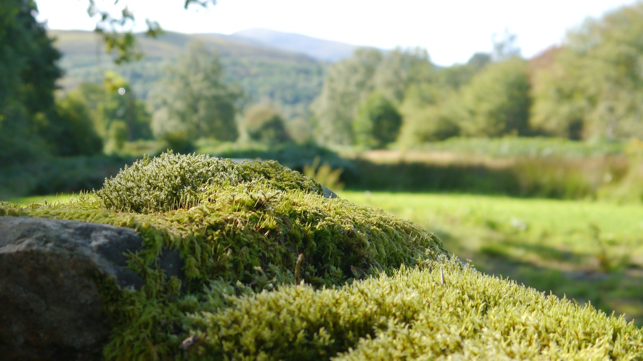Photo of Outdoor in Braemore