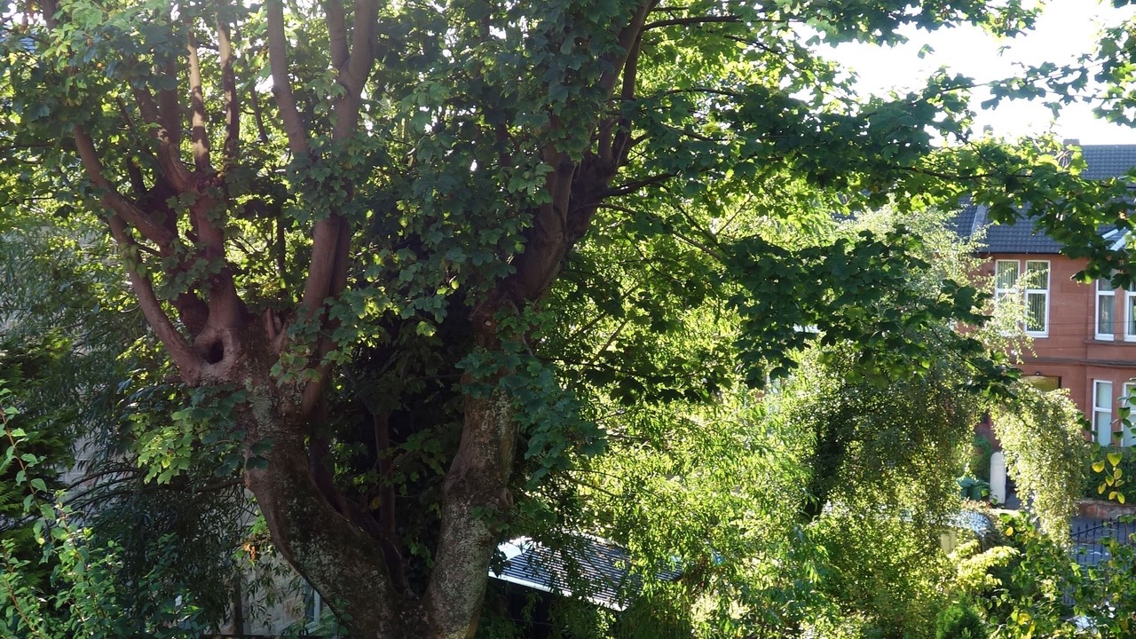 Photo of Outdoor in Glasgow