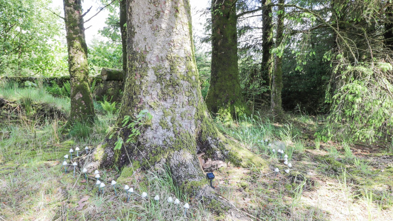 Photo of Others in Galloway Forest Park