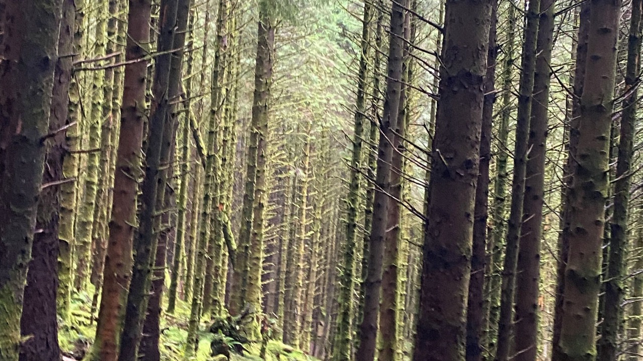 Photo of Outdoor in Rowardennan