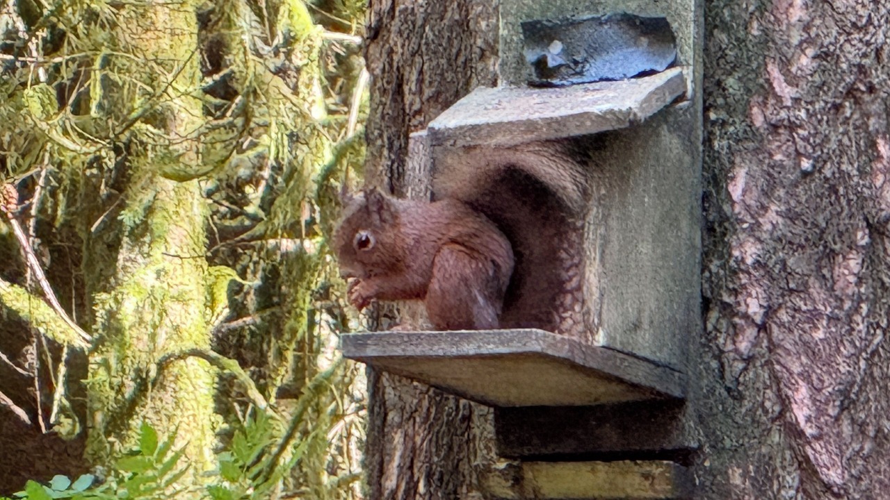 Photo of Outdoor in Aberfoyle