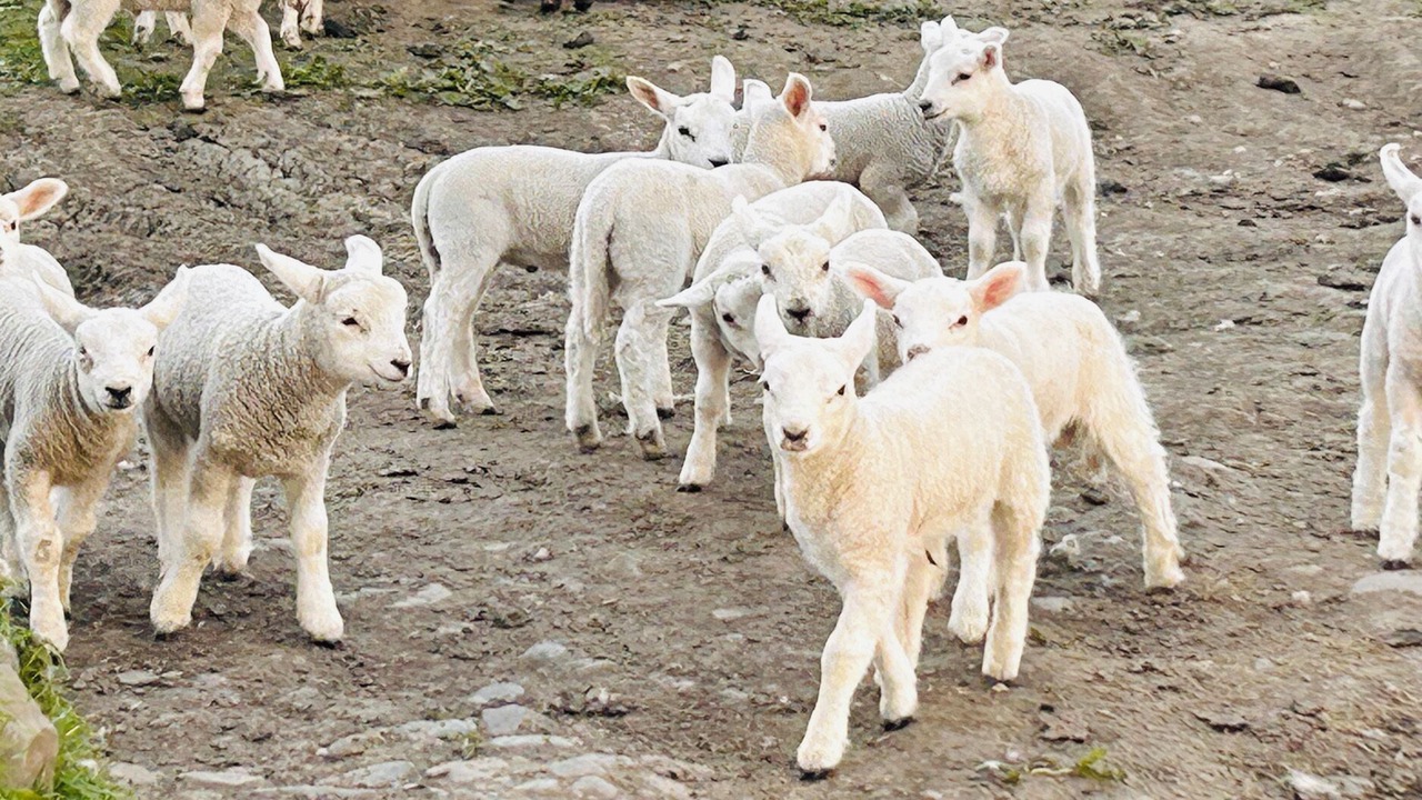 Photo of Others in Balvicar