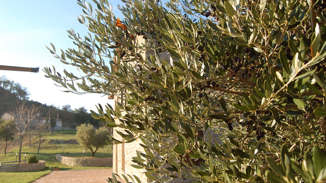 Photo of Outdoor in Monteluiano