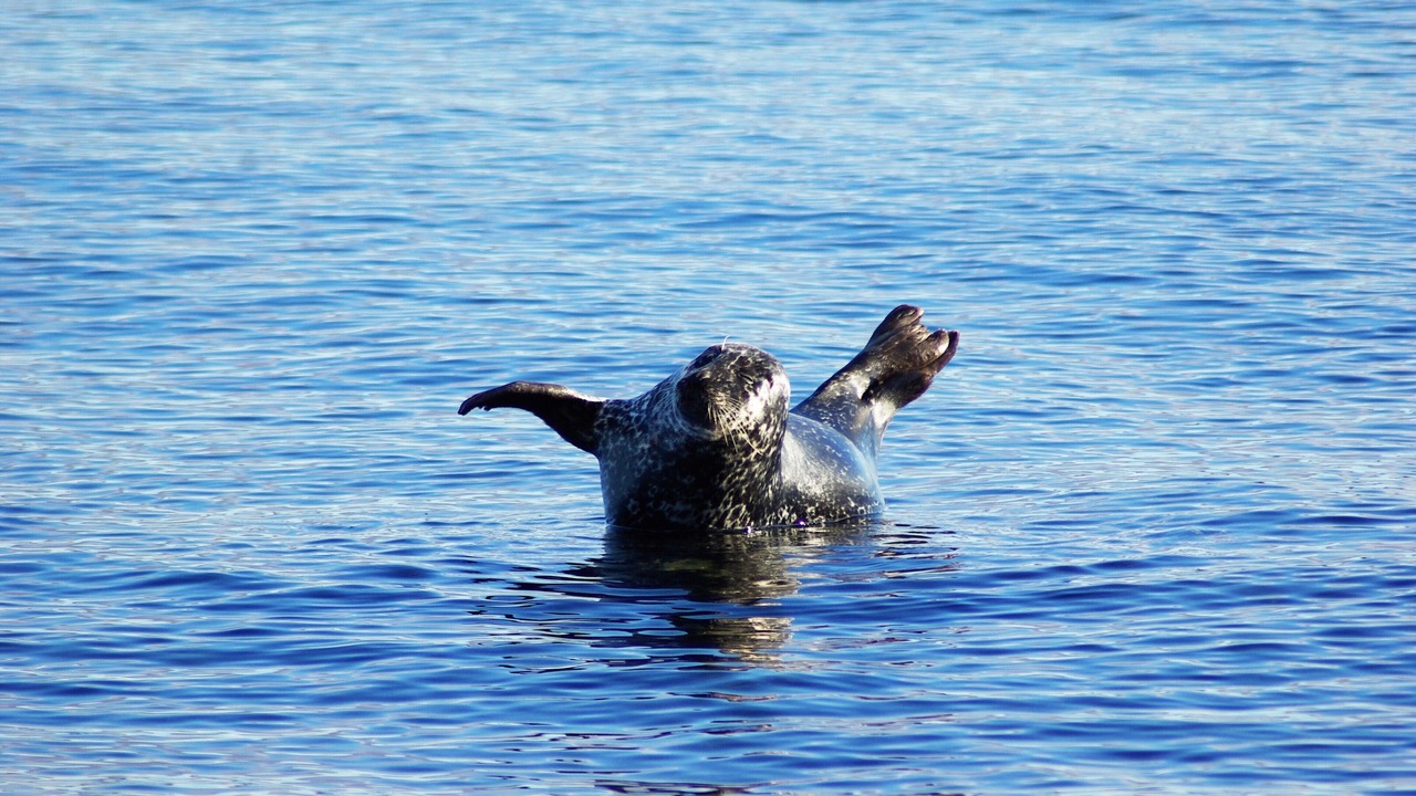 Photo of Others in Kilchattan Bay