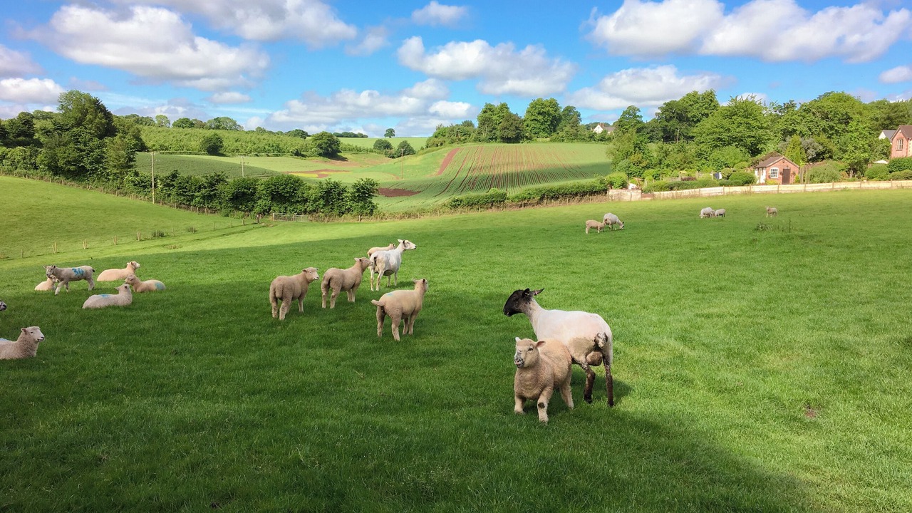 Photo of Others in Saint Blazey