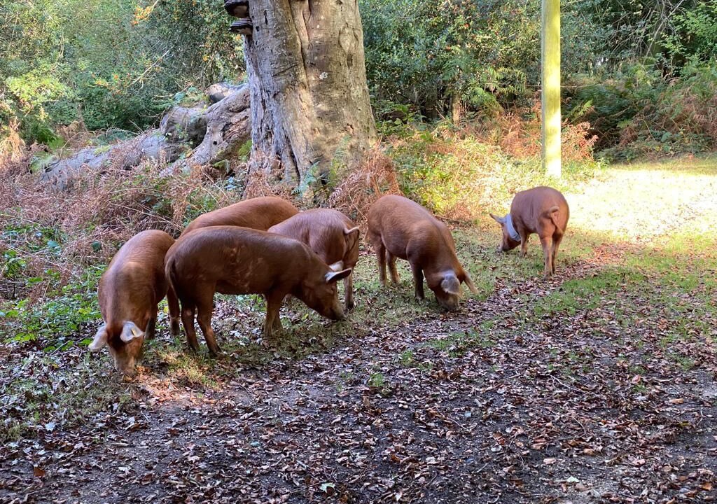 Photo of Others in Burley