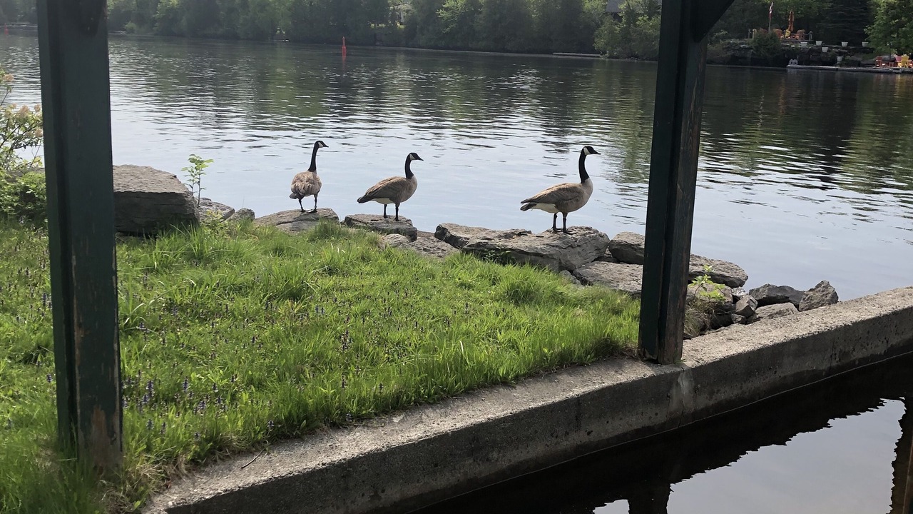 Photo of Others in Bobcaygeon