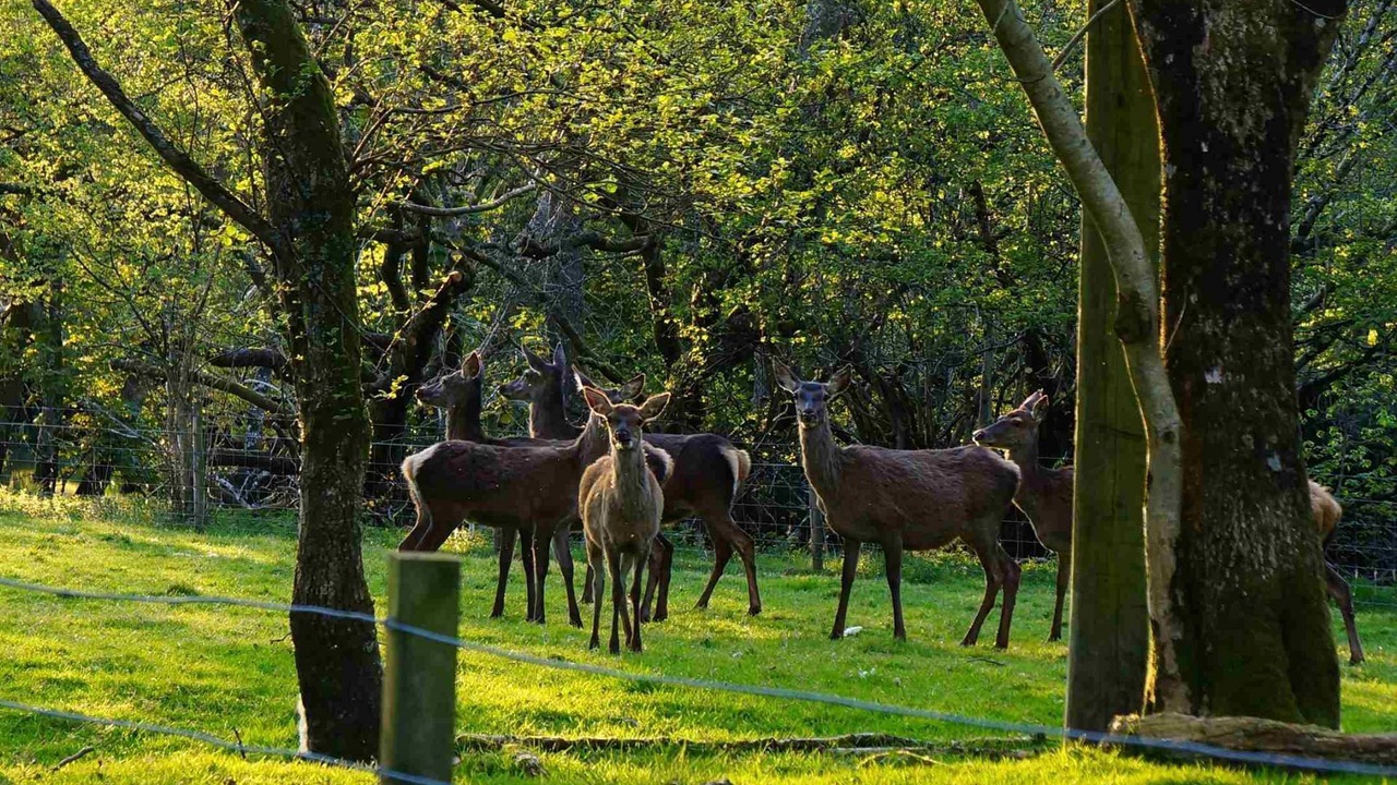 Photo of Others in Killin