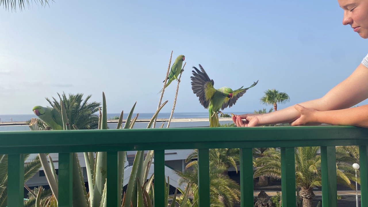 Photo of Outdoor in Puerto del Carmen