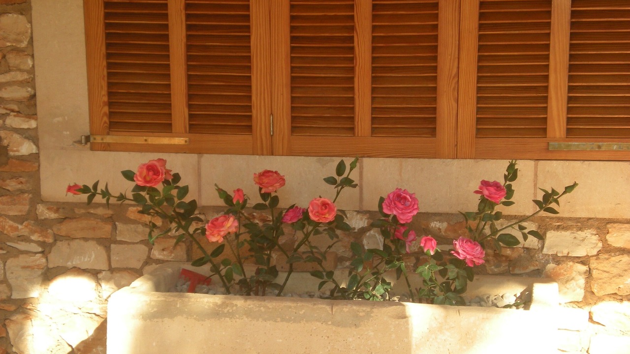 Photo of Outdoor in Felanitx