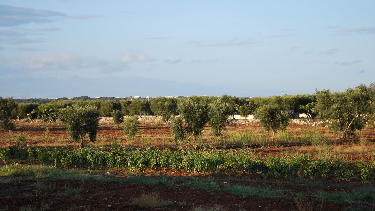 Photo of Outdoor in Tricase
