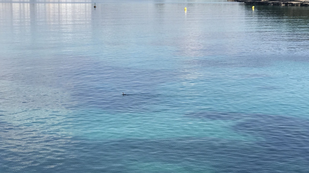 Photo of Others in Portocolom