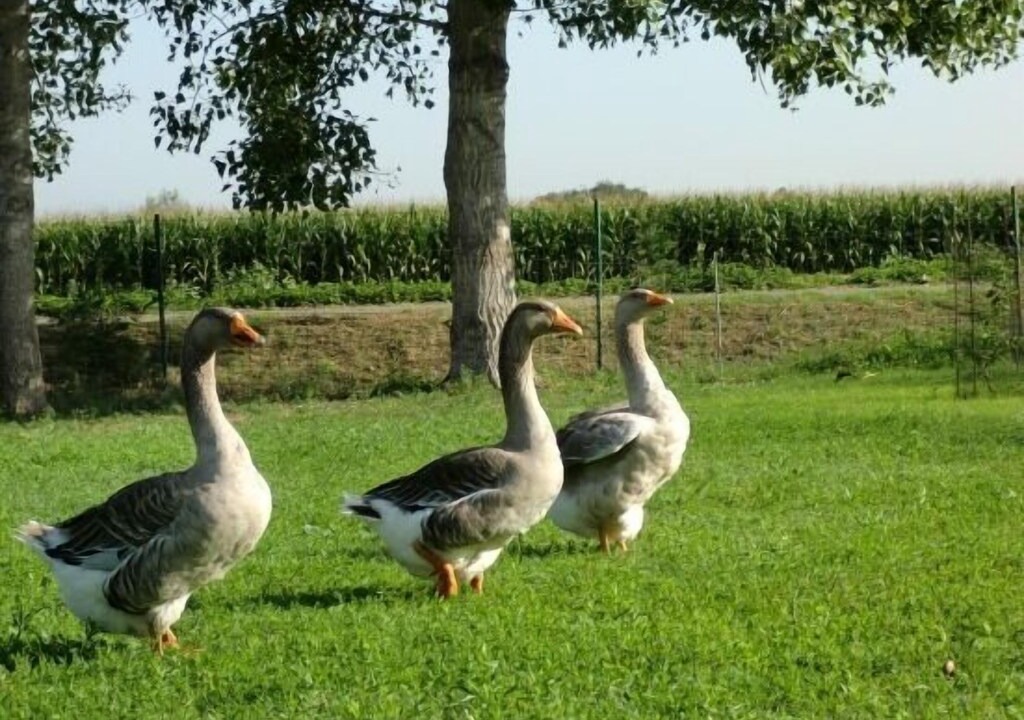 Photo of Others in Fonalleras