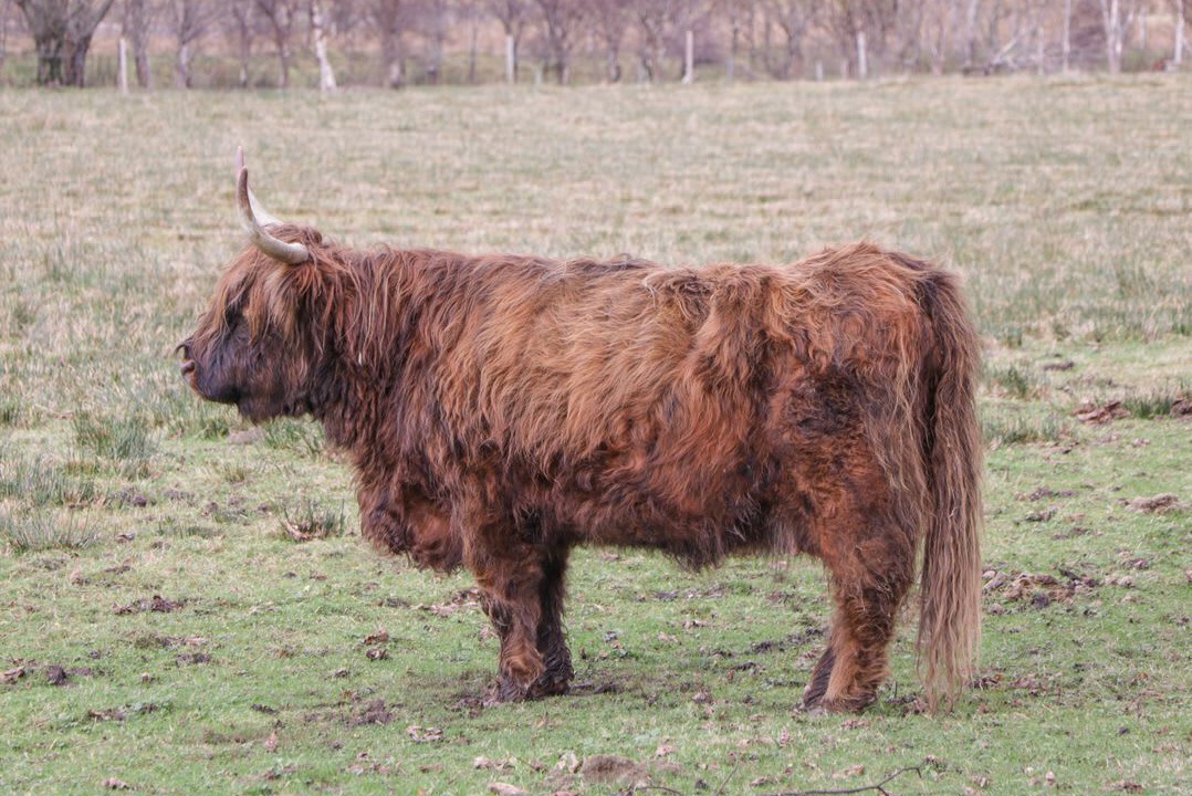 Photo of Others in Achnasheen