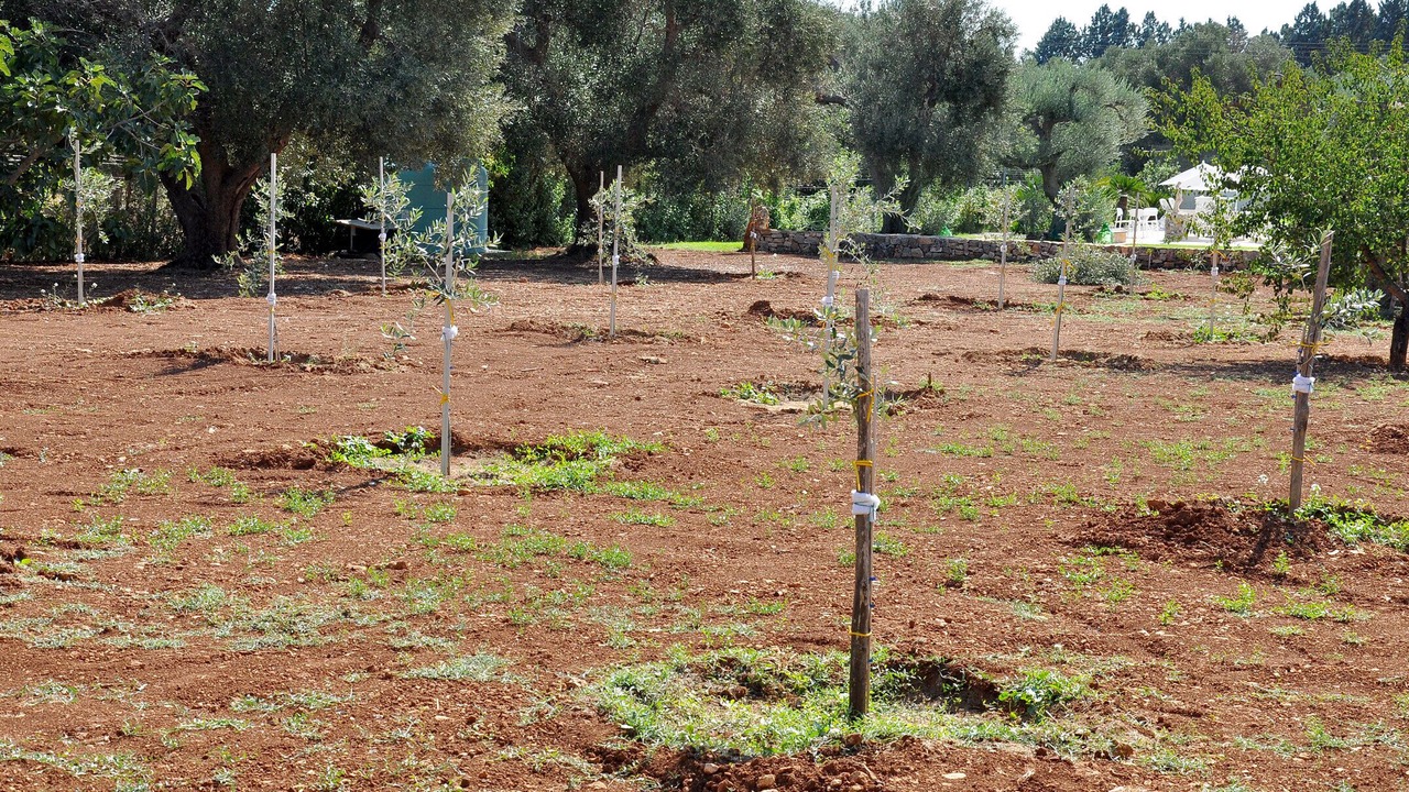 Photo of Outdoor in Villa Castelli