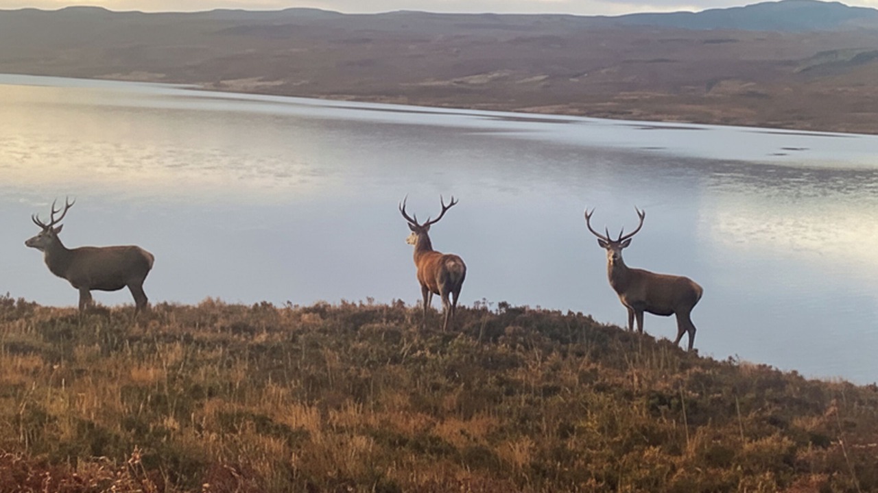 Photo of Others in Lairg