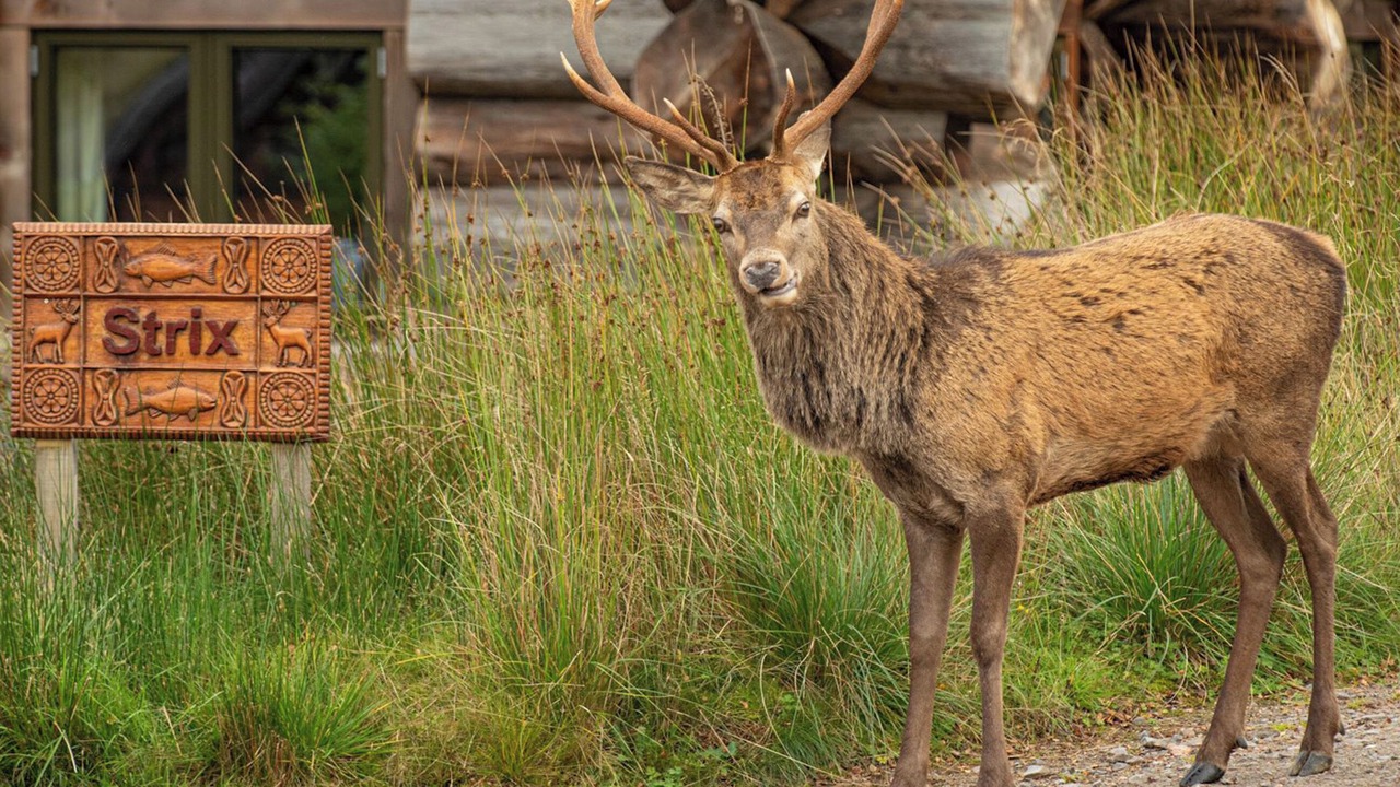 Photo of Outdoor in Glen Urquhart