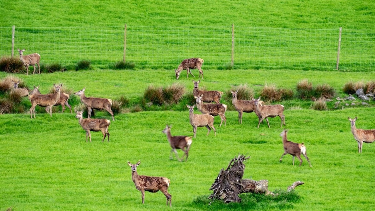 Photo of Others in Bonnybridge