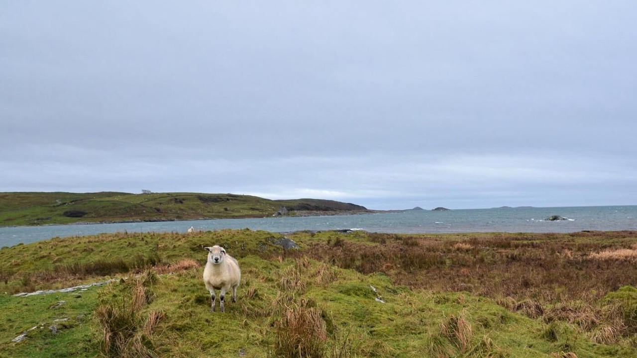 Photo of Others in Tayvallich