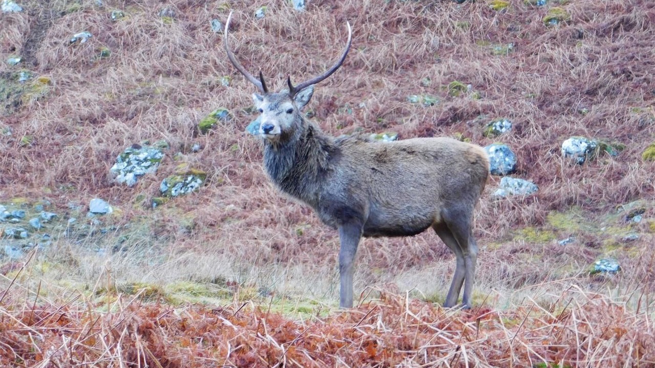 Photo of Others in Ledgowan