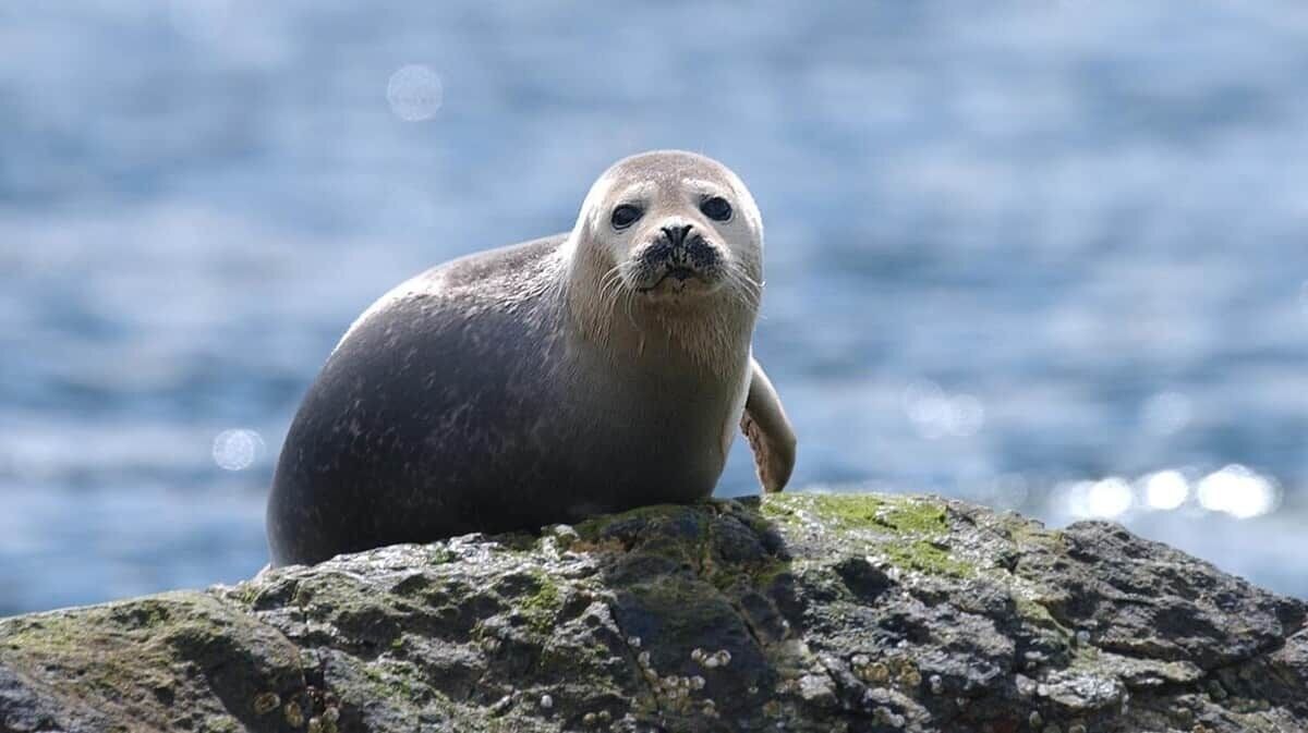 Photo of Others in Oldshoremore