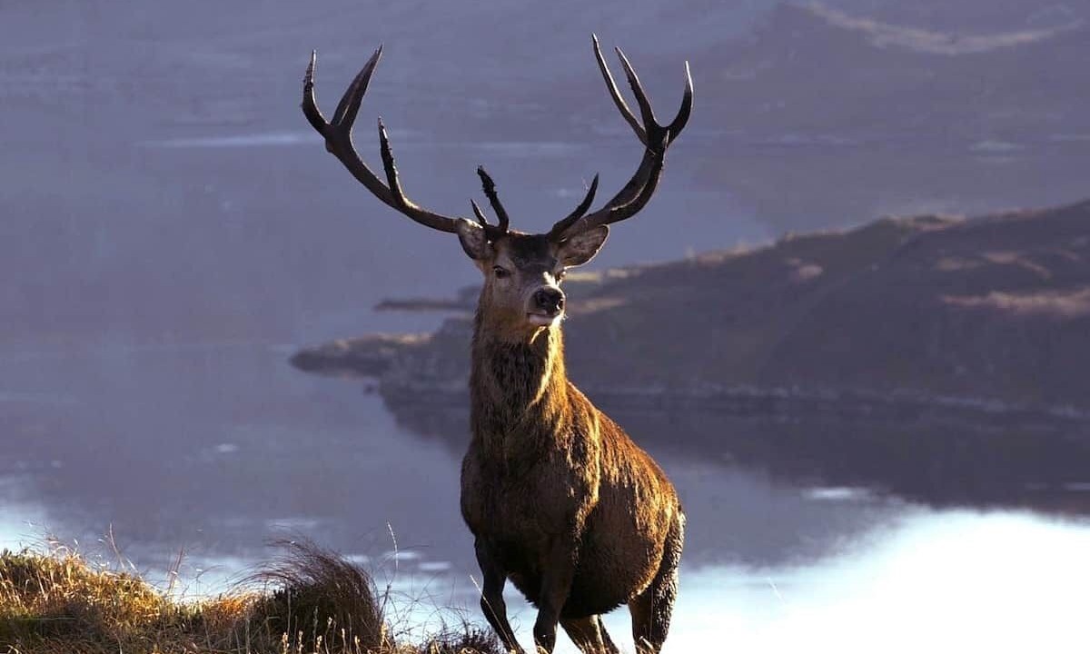 Photo of Others in Oldshoremore