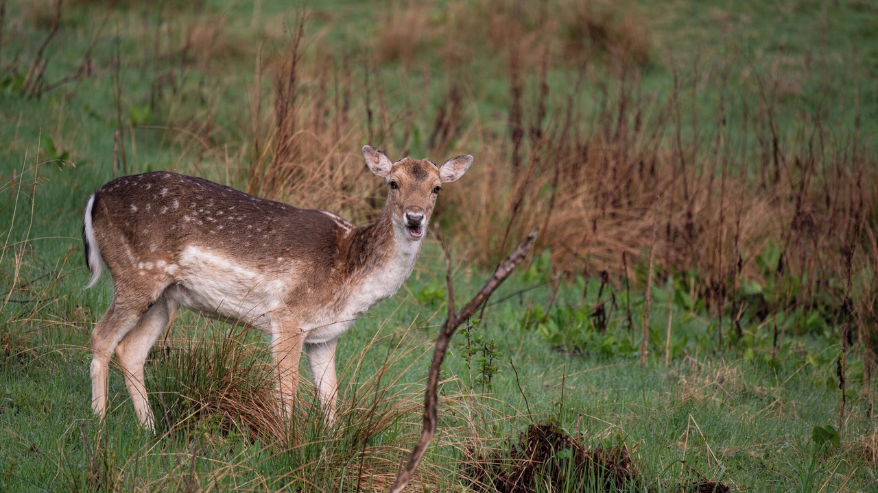 Photo of Others in Lochearnhead
