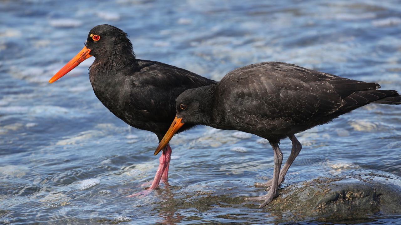 Photo of Others in South Bay