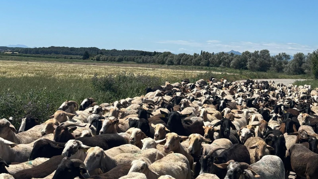 Photo of Others in Torroella de Fluvia