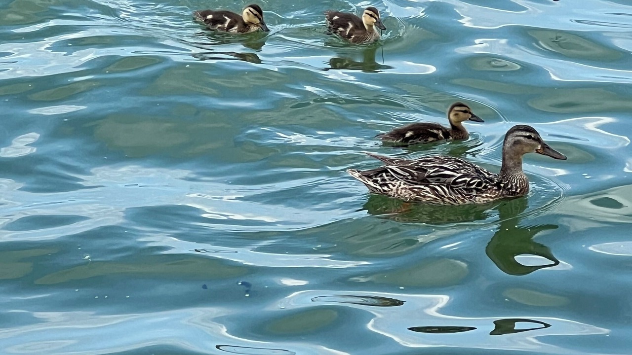 Photo of Others in Pointe aux Roches